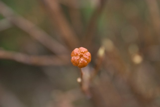 Copperbush Seedpod --(Cladothamnus pyrolaeflorus) (22591 bytes)