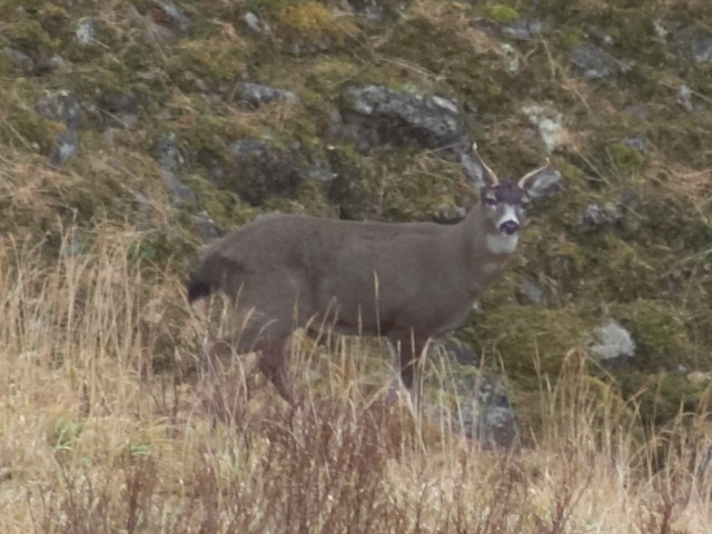 Sitka Blacktail Deer (97061 bytes)