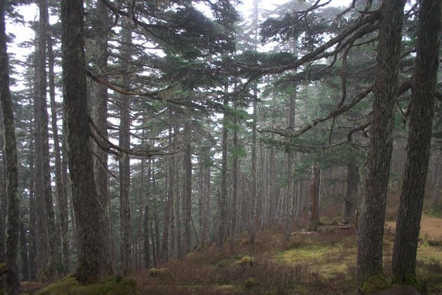 Trees on Gavan Ridge (87753 bytes)