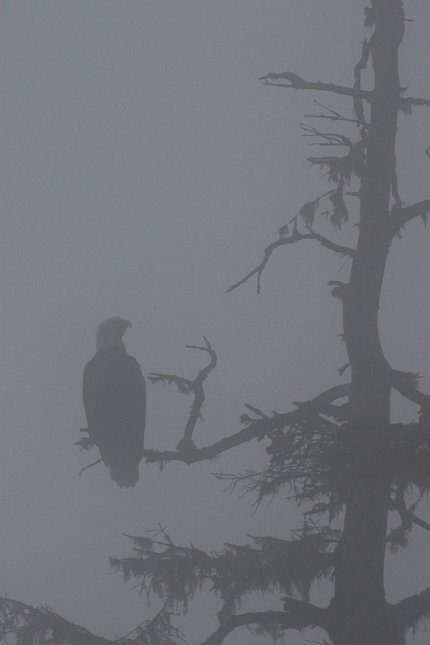Eagle in the Fog (25070 bytes)