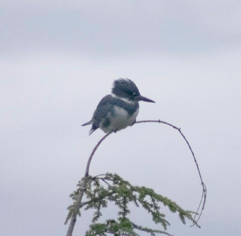 Belted Kingfisher --(Ceryle alcyon) (13786 bytes)