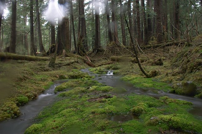 Water Flowing Over Moss (82573 bytes)