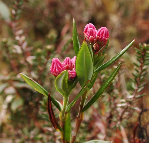 Western Bog-Laurel --(Kalmia microphylla) (35778 bytes)