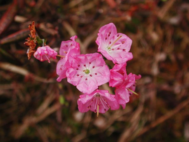 Western Bog-Laurel --(Kalmia microphylla) (36414 bytes)