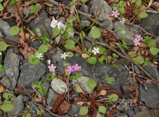 Siberian Miner's Lettuce --(Claytonia sibirica) (85558 bytes)