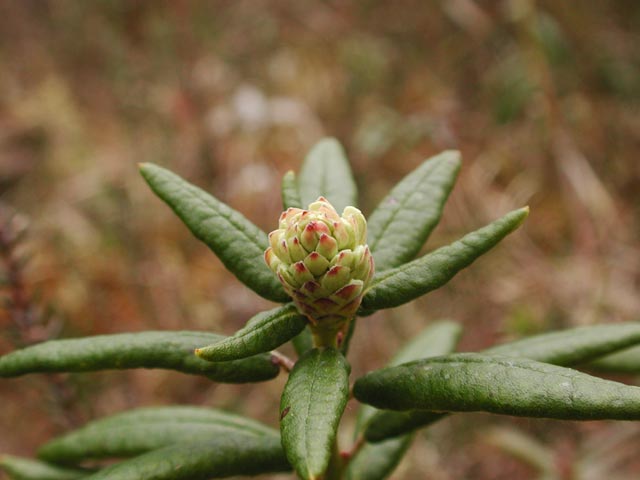 Labrador Tea --(Ledum groenlandicum) (32592 bytes)