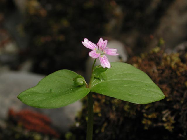 Pink Siberian Miner's Lettuce --(Claytonia sibirica) (26140 bytes)