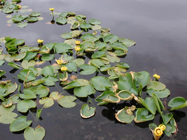 Yellow Pond-Lily --(Nuphar polysepalum) (59124 bytes)