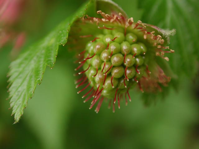 Green Salmonberry --(Rubus spectabilis) (28163 bytes)