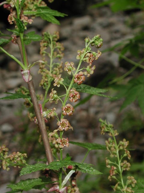 Stink Currant Flowers --(Ribes bracteosum) (47552 bytes)