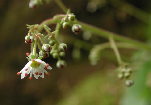 Wood Saxifrage Flower --(Saxifraga mertensiana) (22385 bytes)