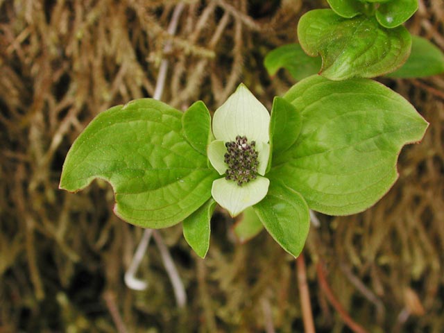 Young Ground Dogwood --(Cornus canadensis) (45266 bytes)