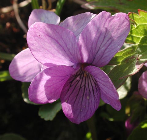 Alaska Violet --(Viola langsdorfii) (33053 bytes)