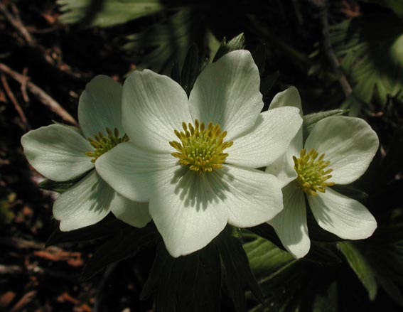 Narcissus Anemone --(Anemone narcissiflora) (33850 bytes)