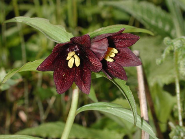 Black Lily --(Fritillaria camschatcensis) (42244 bytes)