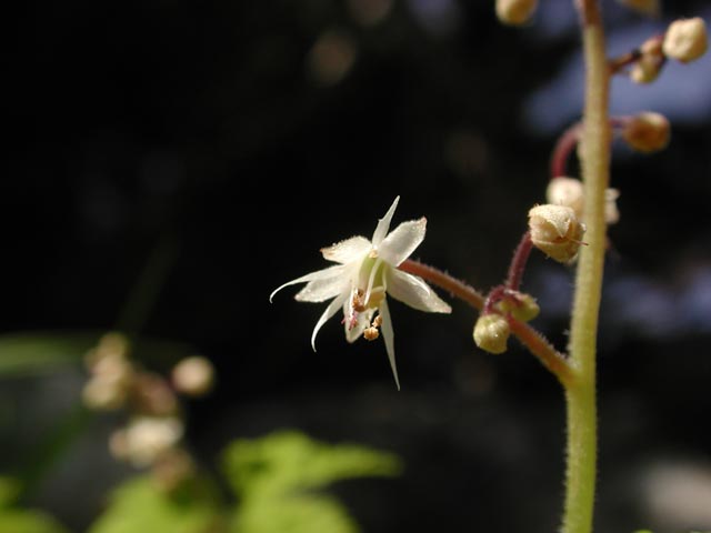 Foam Flower Bloom --(Tiarella trifoliata) (20090 bytes)