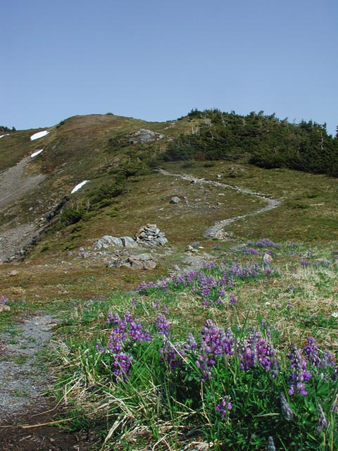 Lupine Along the Trail (83553 bytes)