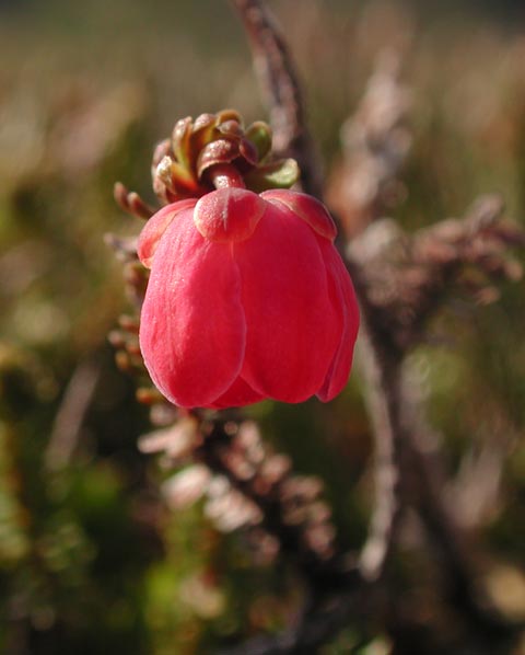 Pink Alaska Mountain Heather --(Cassiope stelleriana) (26649 bytes)
