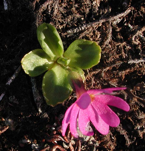 Wedge-leaf Primrose --(Primula cuniefolia) (64173 bytes)