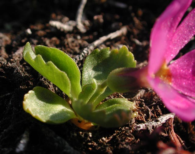 Wedge-leaf Primrose --(Primula cuniefolia) (52639 bytes)