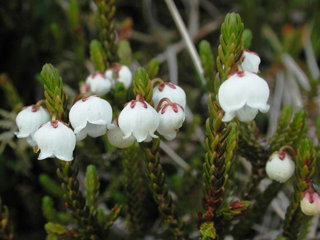 White Mountain Heather --(Cassiope mertensiana) (42020 bytes)
