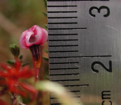 Bog Cranberry Flower --(Vaccinium oxycoccos) (27581 bytes)
