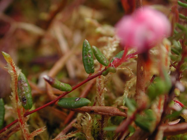 Bog Cranberry Leaves --(Vaccinium oxycoccos) (39013 bytes)