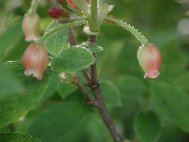 False Azalea Flower --(Menziesia ferruginea) (28109 bytes)