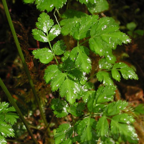 Fern-leaved Goldthread Leaves --(Coptis asplenifolia) (49771 bytes)
