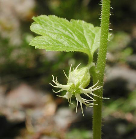 Fringecup Flower --(Tellima grandiflora) (26803 bytes)