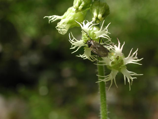 Fringecup Flowers --(Tellima grandiflora) (28757 bytes)
