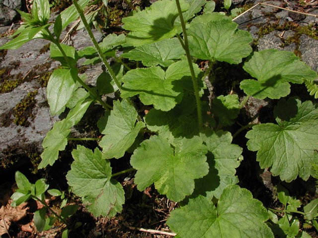 Fringecup Leaves --(Tellima grandiflora) (83912 bytes)
