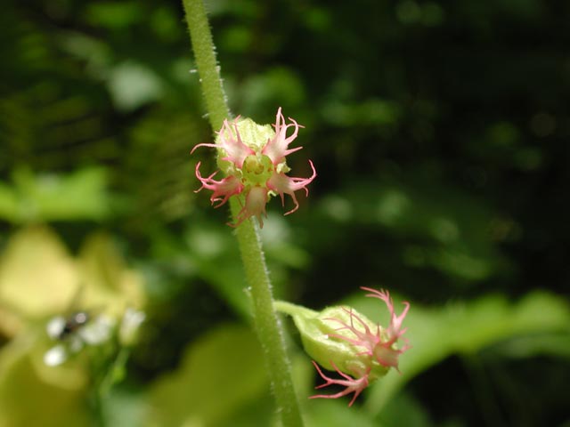 Pink Flowered Fringecup --(Tellima grandiflora) (26380 bytes)