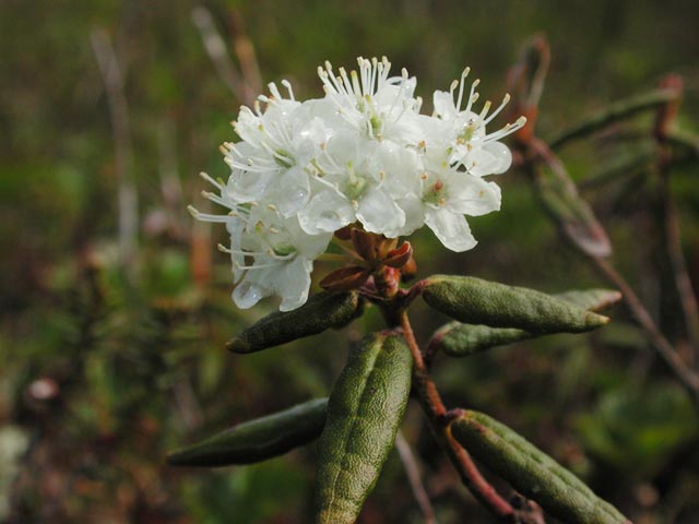 Labrador Tea Flowers --(Ledum groenlandicum) (37445 bytes)