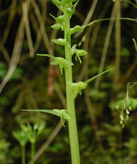 Orchid --(Platanthera sp.) (35052 bytes)