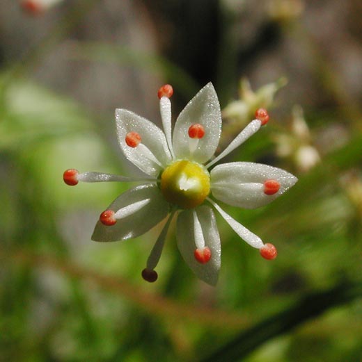 Saxifrage Flower (28432 bytes)