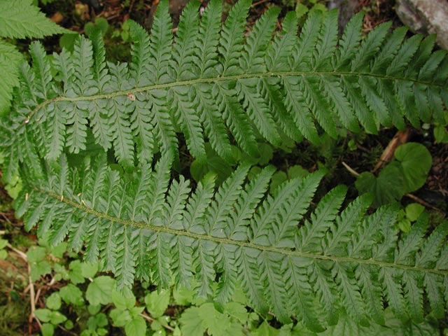 Prickly Shield Fern --(Polystichum braunii) (77578 bytes)