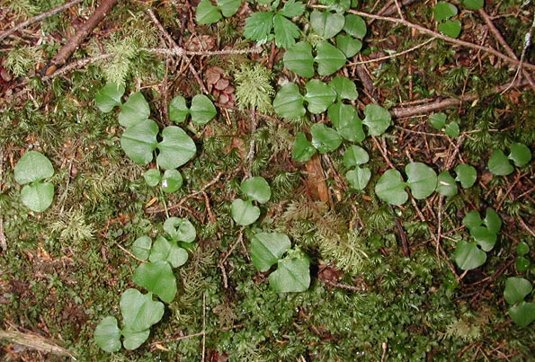 Heart-Leaved Twayblade Plants --(Listera chordata) (98368 bytes)