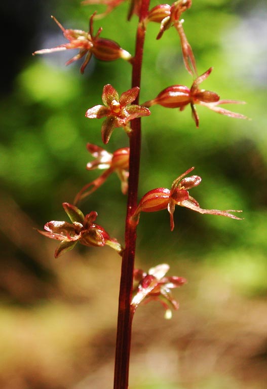 Heart-Leaved Twayblade Flowers --(Listera chordata) (44080 bytes)