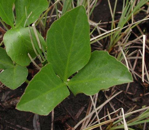 Buckbean Leaves --(Menyanthes trifoliata) (40492 bytes)