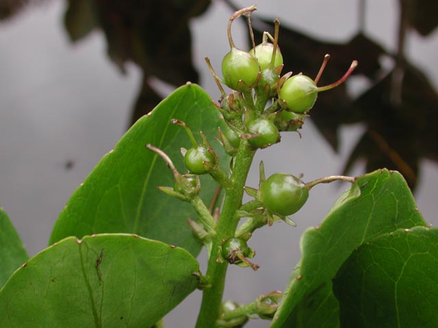 Buckbean Seeds --(Menyanthes trifoliata) (35564 bytes)