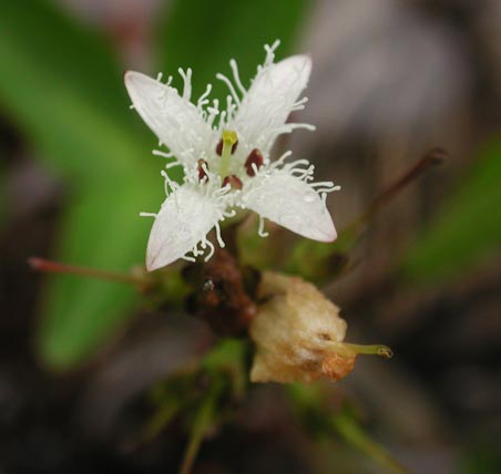 Buckbean Flower --(Menyanthes trifoliata) (17634 bytes)