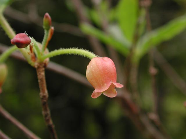 False Azalea Flower --(Menziesia ferruginea) (23221 bytes)