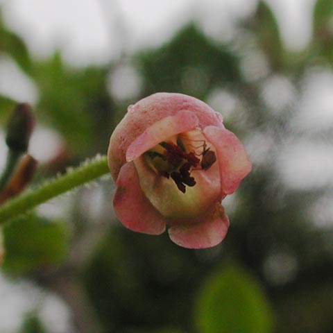 Inside False Azalea Flower --(Menziesia ferruginea) (21110 bytes)