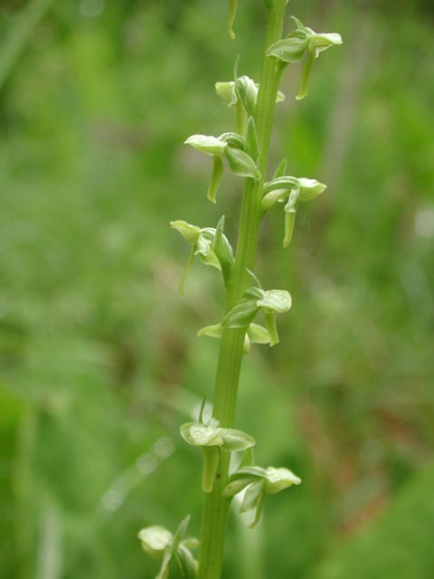 Unidentified Orchid --(Platanthera sp.) (23931 bytes)