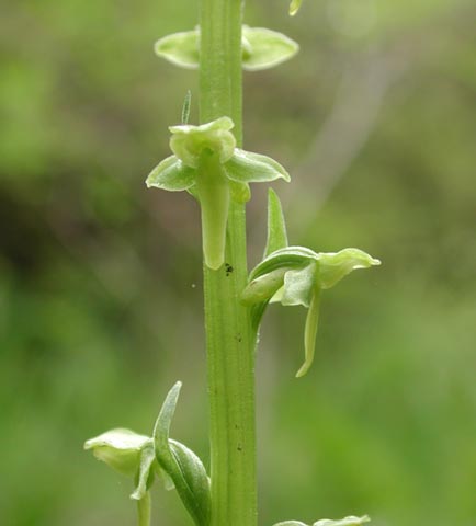 Unidentified Orchid --(Platanthera sp.) (16424 bytes)