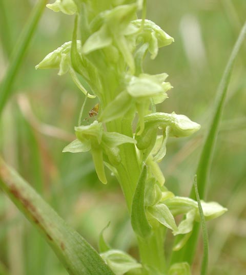 Another Unidentified Orchid --(Platanthera sp.) (26021 bytes)