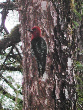 Red-Breasted Sapsucker --(Sphyrapicus ruber) (32307 bytes)