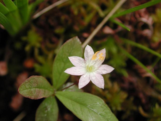 Northern Starflower --(Trientalis arctica) (31057 bytes)