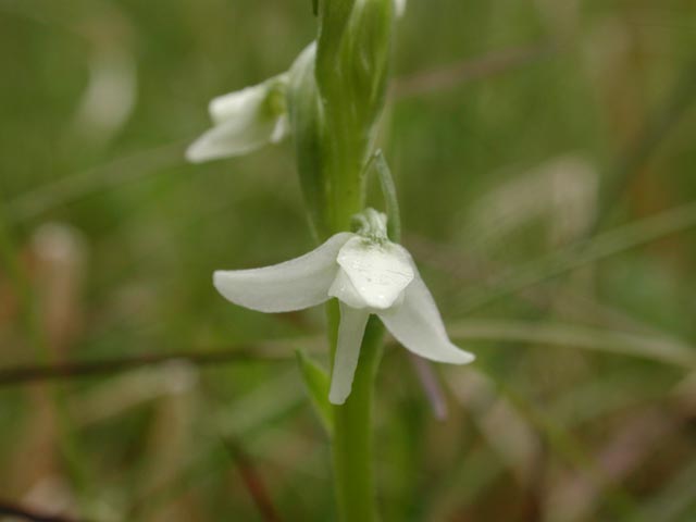White Bog-Orchid --(Platanthera dilatata) (18089 bytes)